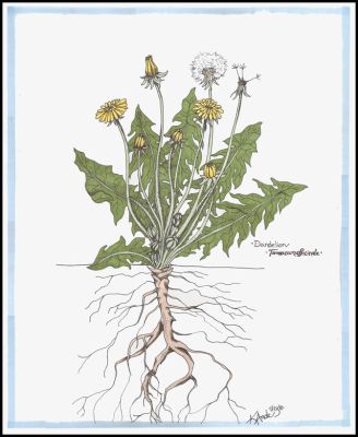 Taraxacum officinale