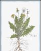 Taraxacum officinale