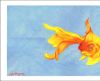 Goldfish