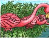 Flamingoes