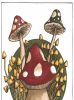Fall Mushrooms